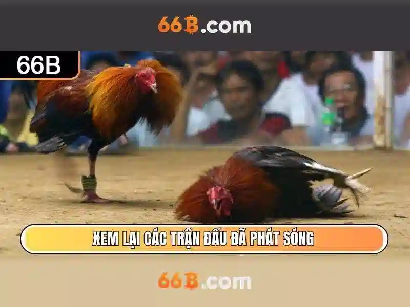 66B là gì và tại sao nó được quan tâm