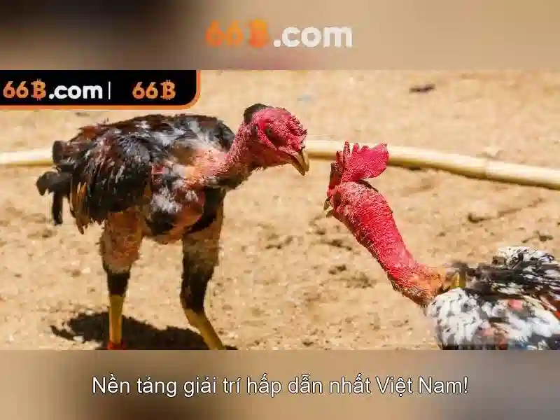 Tương lai của 66B và các thách thức